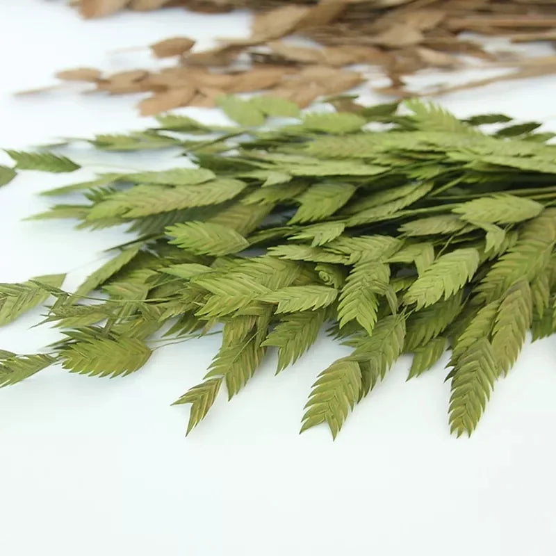 Natural Decorative Dried Flowers Bouquets Grass Floral Northern Sea Oats Preserved Chasmanthium Latifolium