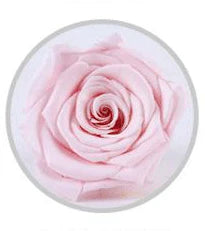 Wholesale China A grade handmade preserved roses  music box  eternal  natural flower in glass