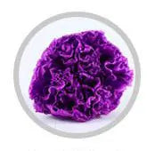 Wholesale High Quality Preserved Carnation Eternal Forever Fresh Flowers for Holiday Gift