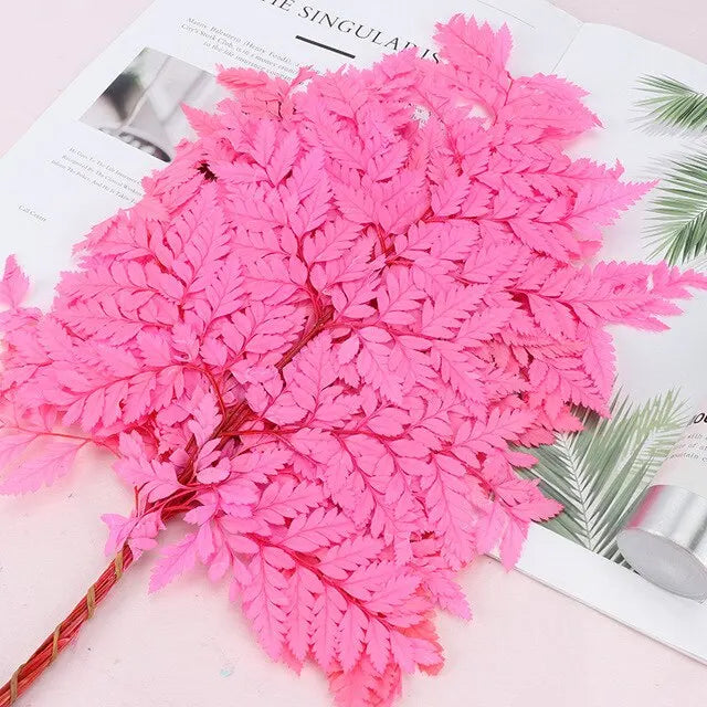 10pcs Natural Fresh Eternal Flower Preserved Fiddlehead Ferns Leaves for Wedding Dome Decoration Accessories