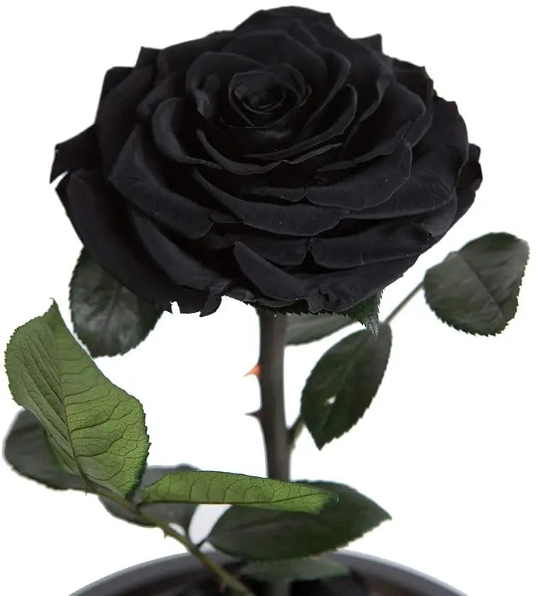 Wholesale Flor Eterna Preservada Glass Dome Black Single Preserved Beast Rose with flower long stem