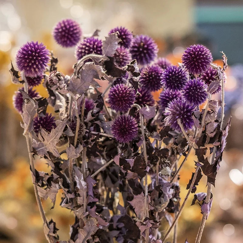 Ins Hot Selling Blue Thistle Dried Flowers Tinted Eryngium Dry Preserved Flowers Echinops