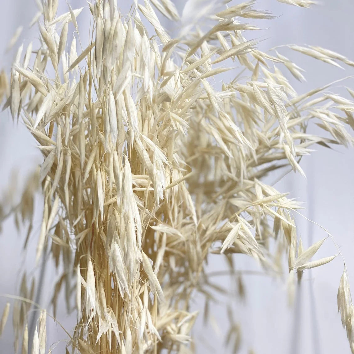 Factory Decorative Flowers White Avena Bunch Head Dried Oats For Home Wedding Decor