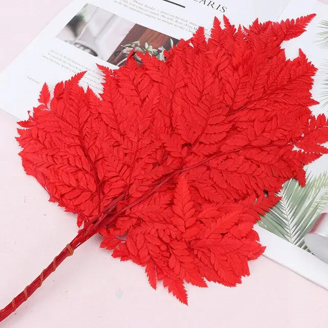 10pcs Natural Fresh Eternal Flower Preserved Fiddlehead Ferns Leaves for Wedding Dome Decoration Accessories
