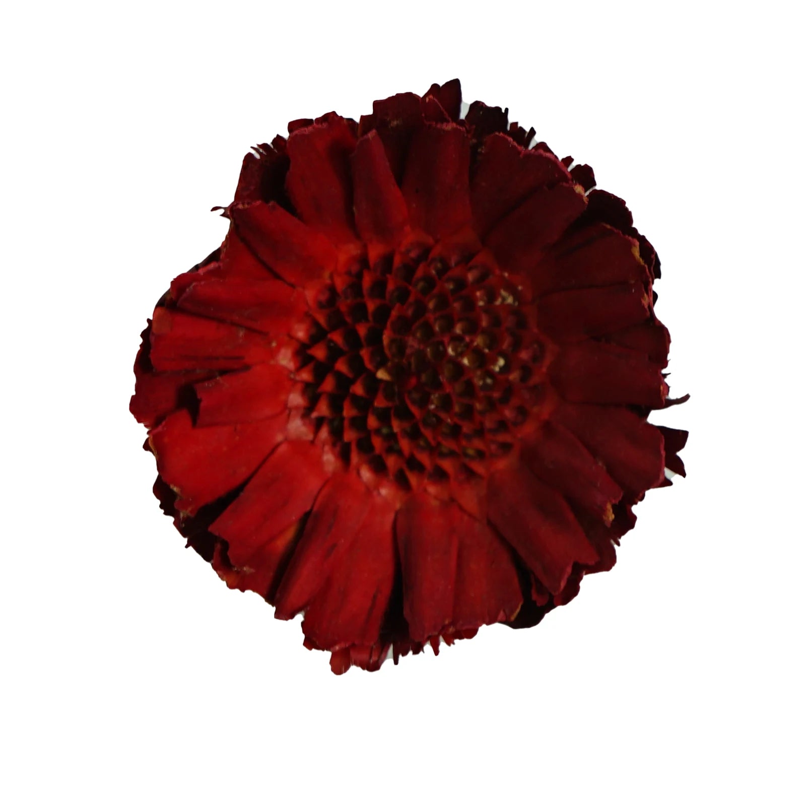 Natural Dried Flowers Fall Decor Protea Compacta Branches Dried Protea Rosette