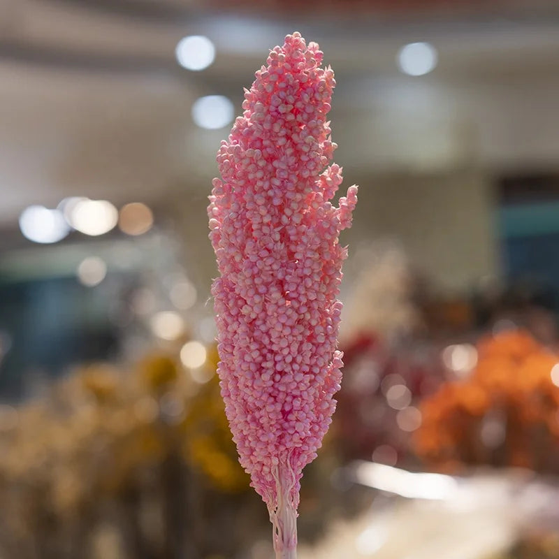 Decorative flowers Arrangement Real Natural Dried Broom Corn Dried Grains Sprays Bleached Sorghum Flowers