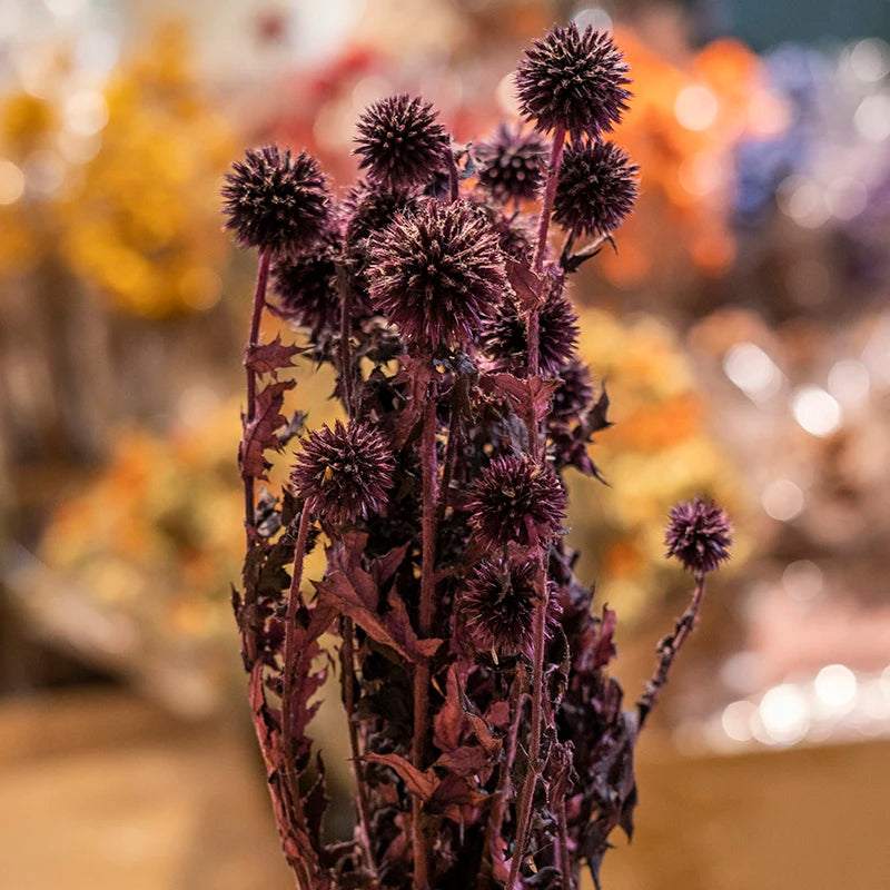 Ins Hot Selling Blue Thistle Dried Flowers Tinted Eryngium Dry Preserved Flowers Echinops