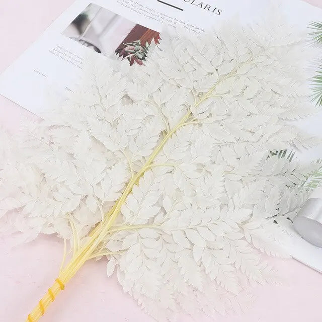 10pcs Natural Fresh Eternal Flower Preserved Fiddlehead Ferns Leaves for Wedding Dome Decoration Accessories