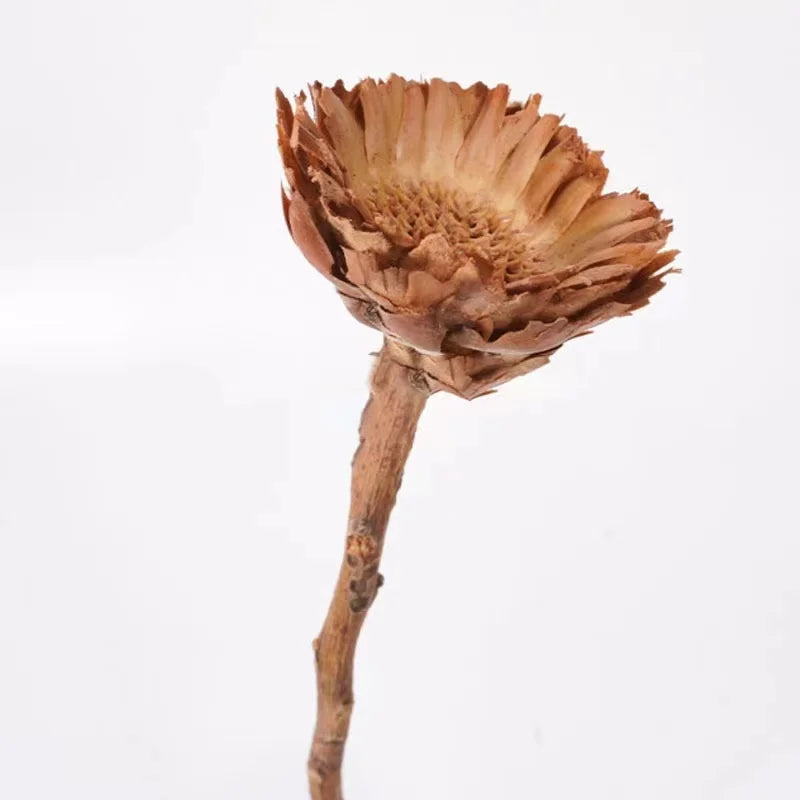 Natural Dried Flowers Fall Decor Protea Compacta Branches Dried Protea Rosette