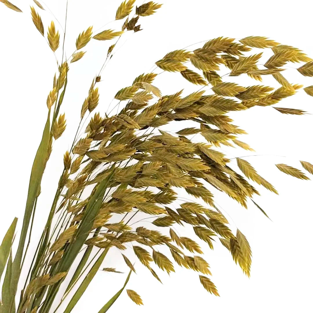 Natural Decorative Dried Flowers Bouquets Grass Floral Northern Sea Oats Preserved Chasmanthium Latifolium