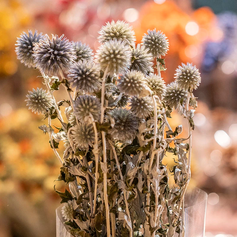 Ins Hot Selling Blue Thistle Dried Flowers Tinted Eryngium Dry Preserved Flowers Echinops