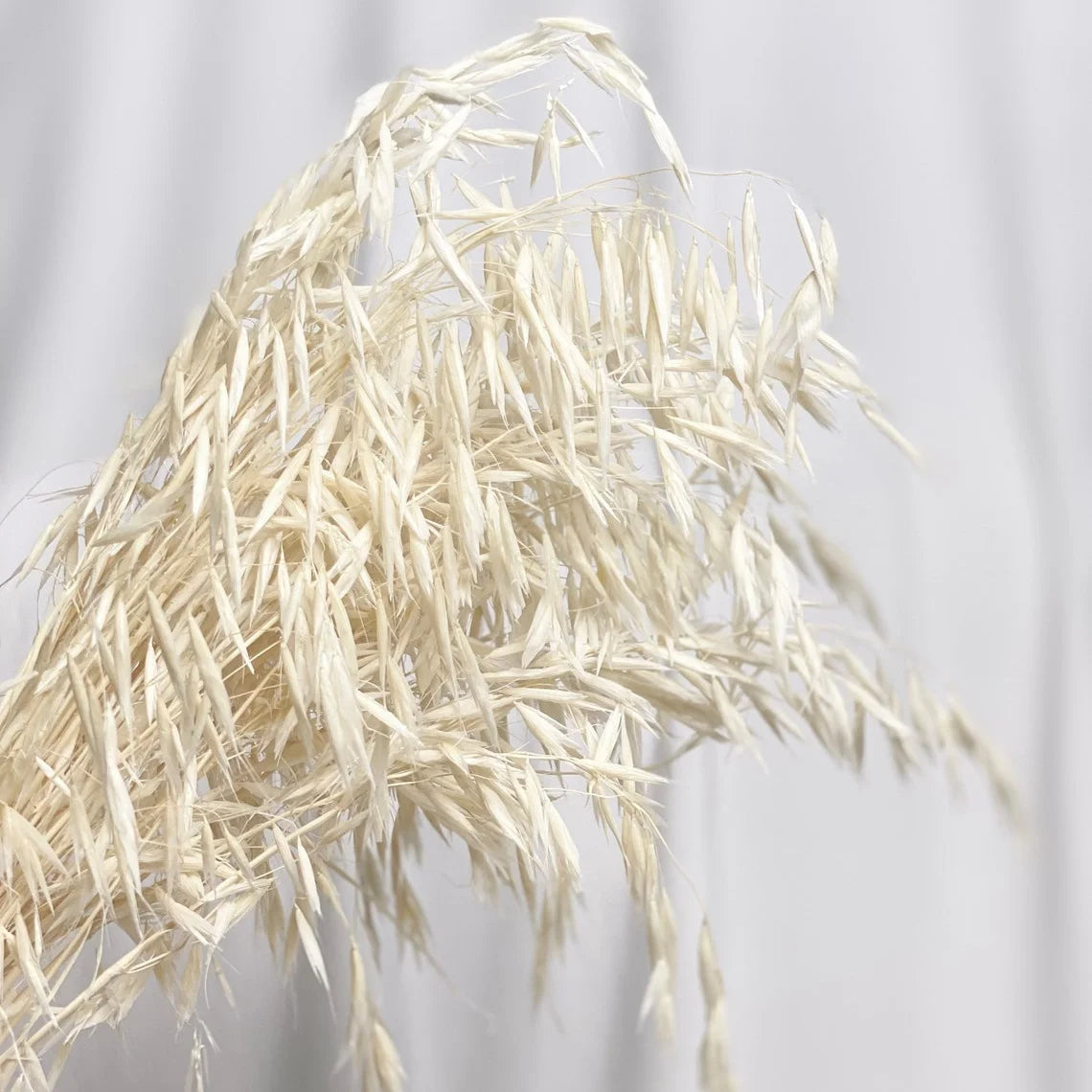 Real Dried Preserved Flowers Grass Avena Sativa Florals Natural Wild Bunch Dried Oats Flowers for Home Decoration