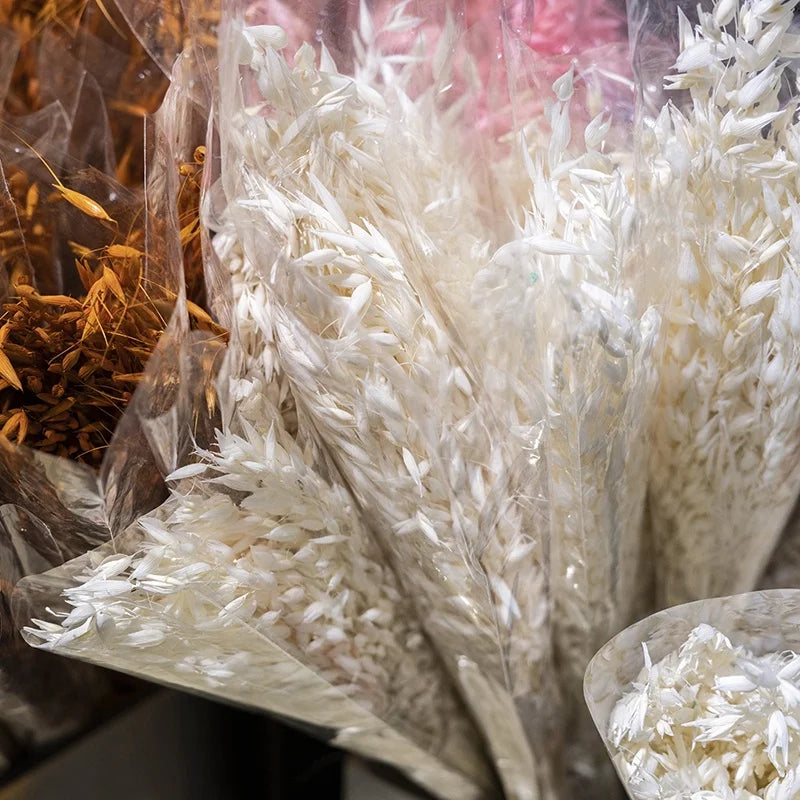 Factory Decorative Flowers White Avena Bunch Head Dried Oats For Home Wedding Decor