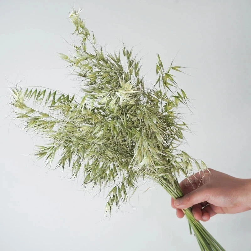 Fall Decor Natural Dried Flowers Floral Arrangement Herb Bunches Milky Oats Dried Avena Oat Flowers