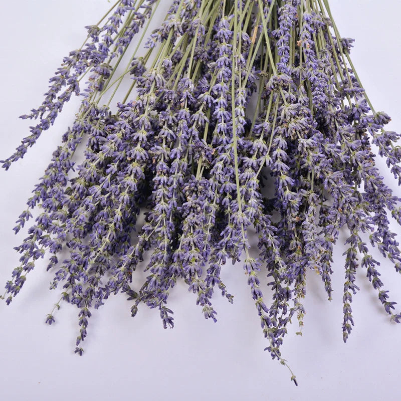 Dry Real  Natural Plant Dried Reed Flower Dried Provence Lavender Bunches for Arrangements