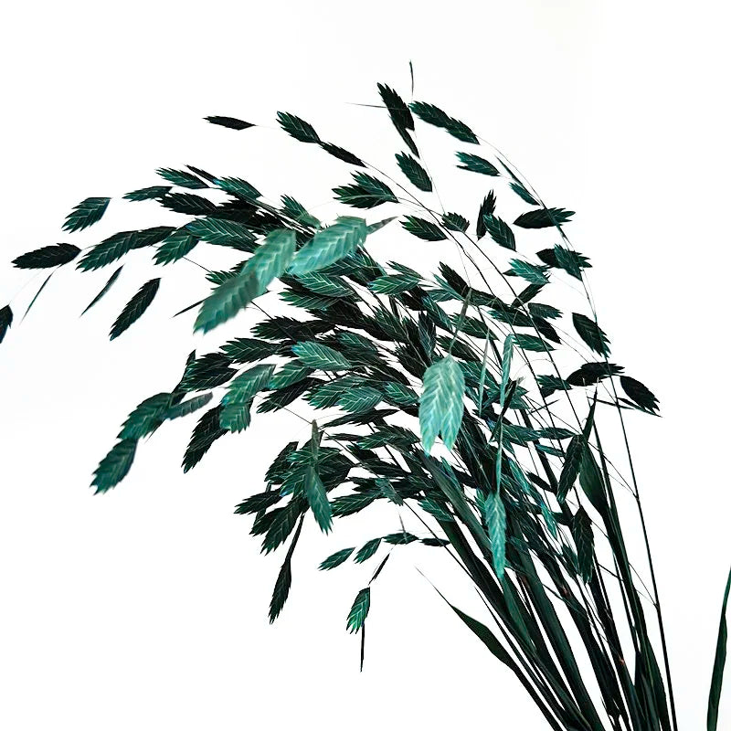 Natural Decorative Dried Flowers Bouquets Grass Floral Northern Sea Oats Preserved Chasmanthium Latifolium