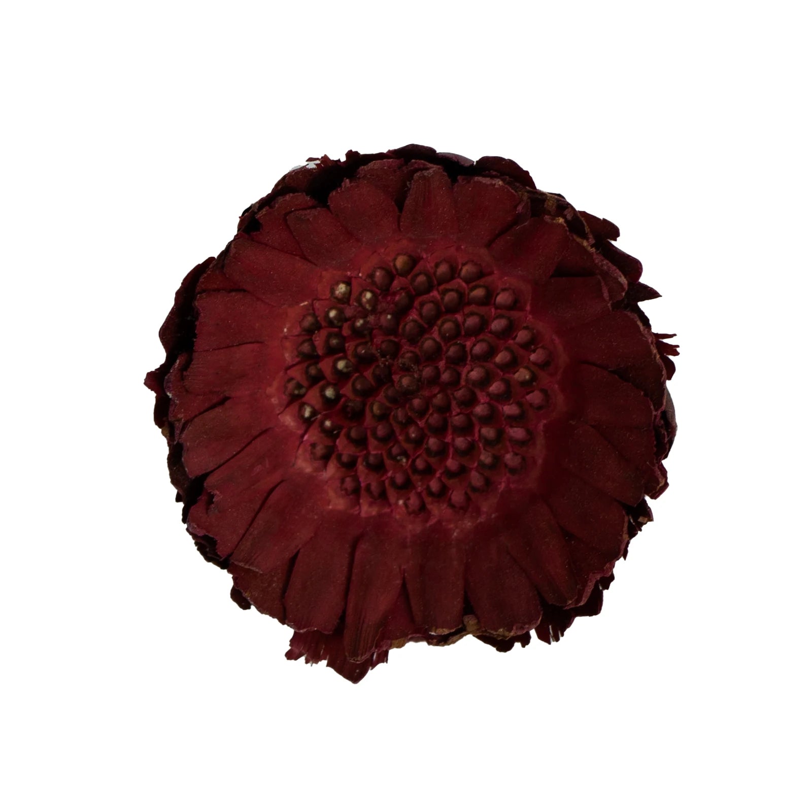 Natural Dried Flowers Fall Decor Protea Compacta Branches Dried Protea Rosette