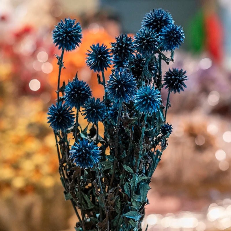 Ins Hot Selling Blue Thistle Dried Flowers Tinted Eryngium Dry Preserved Flowers Echinops