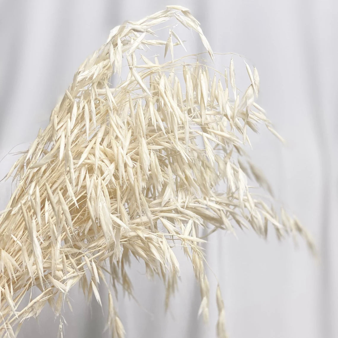 Factory Decorative Flowers White Avena Bunch Head Dried Oats For Home Wedding Decor