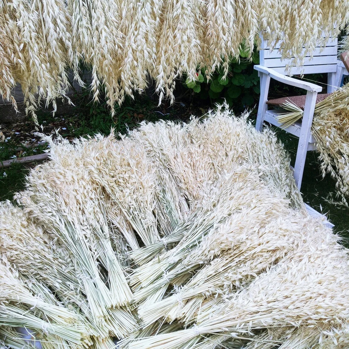 Factory Decorative Flowers White Avena Bunch Head Dried Oats For Home Wedding Decor