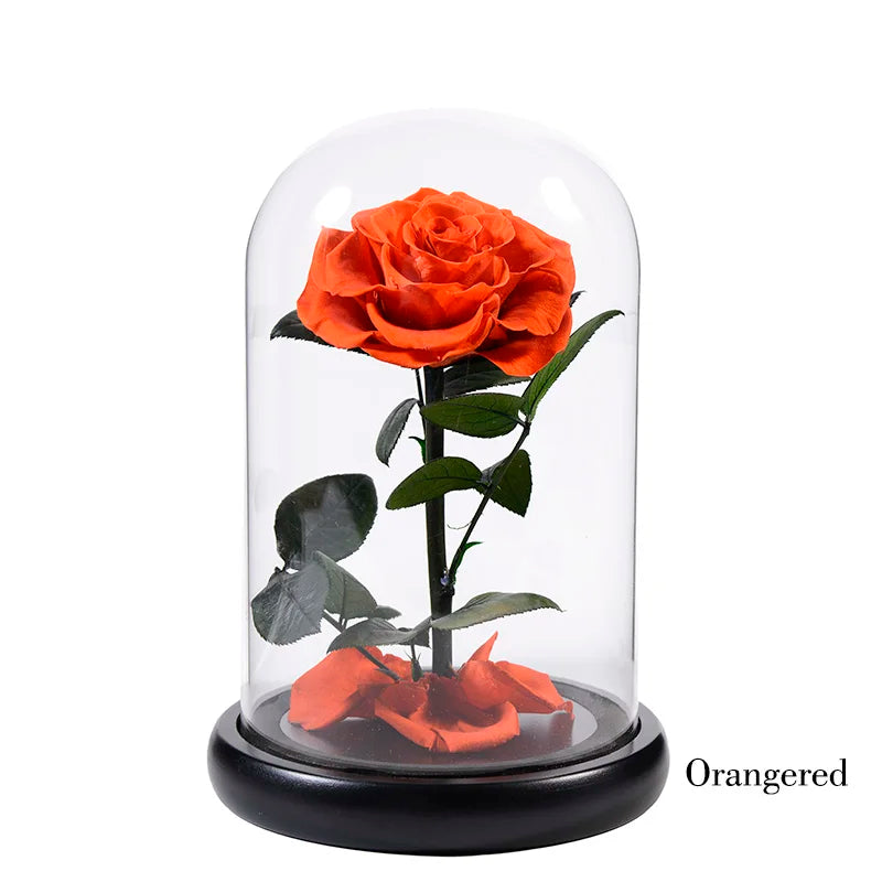 Wholesale Flor Eterna Preservada Glass Dome Black Single Preserved Beast Rose with flower long stem