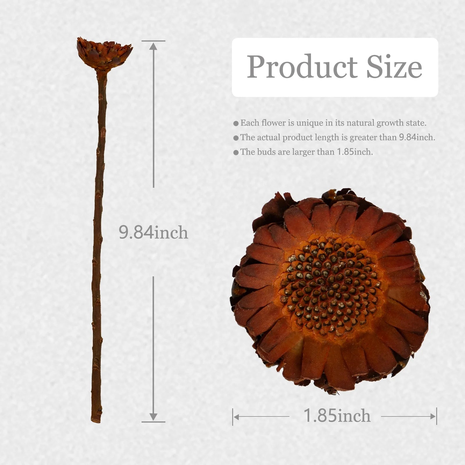 Natural Dried Flowers Fall Decor Protea Compacta Branches Dried Protea Rosette