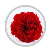 Wholesale High Quality Preserved Carnation Eternal Forever Fresh Flowers for Holiday Gift