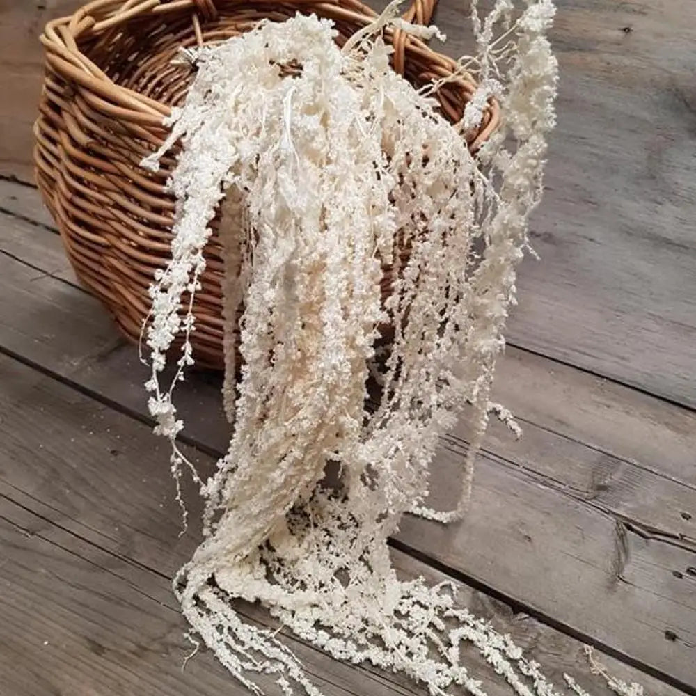 Ins Hot Selling DIY Material Dried Flowers Arrangement Cheap Natural White Preserved Hanging Amaranthus For Decoration