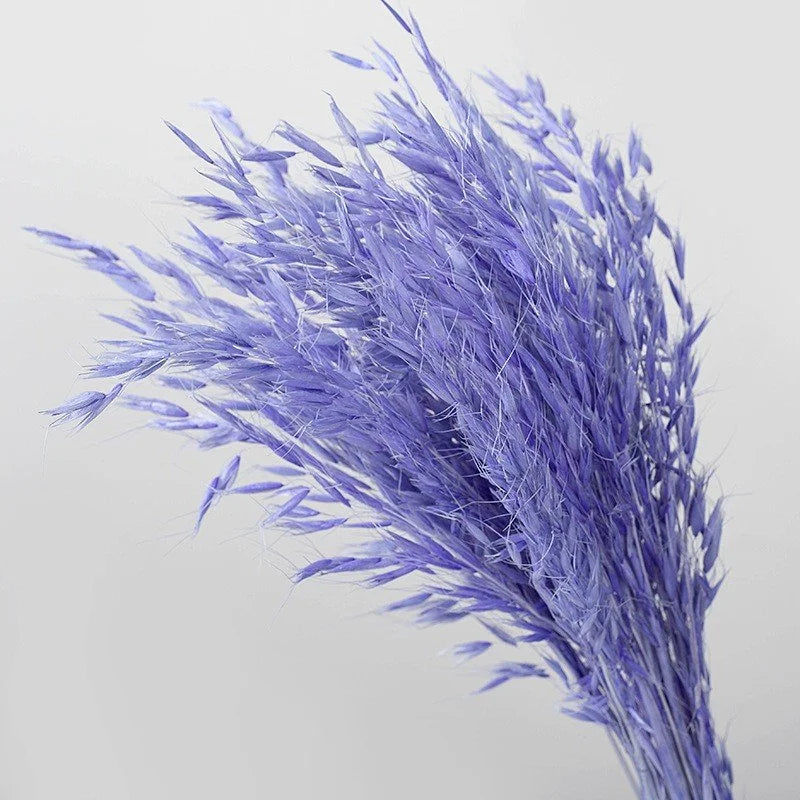 Real Dried Preserved Flowers Grass Avena Sativa Florals Natural Wild Bunch Dried Oats Flowers for Home Decoration