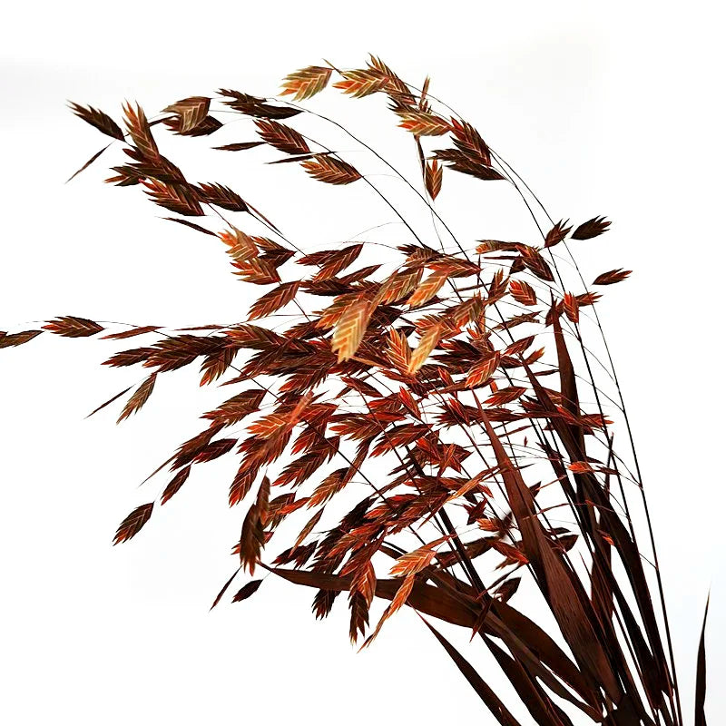 Natural Decorative Dried Flowers Bouquets Grass Floral Northern Sea Oats Preserved Chasmanthium Latifolium