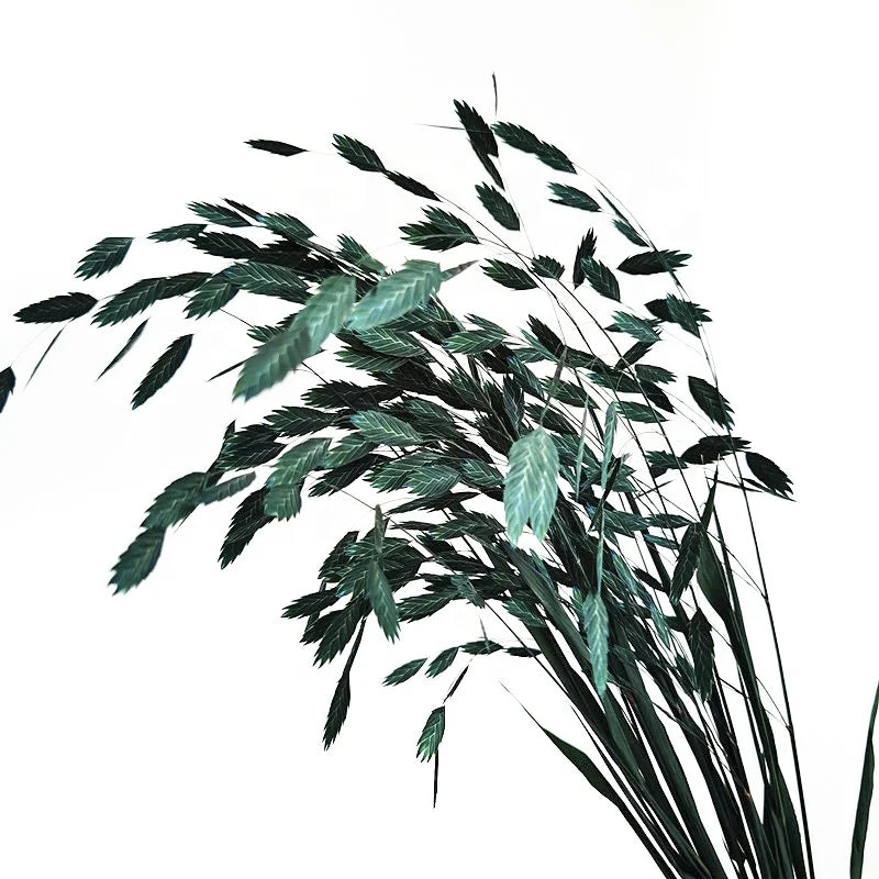 Natural Decorative Dried Flowers Bouquets Grass Floral Northern Sea Oats Preserved Chasmanthium Latifolium