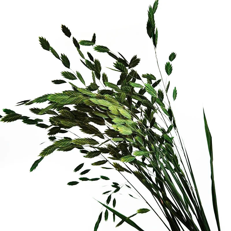 Natural Decorative Dried Flowers Bouquets Grass Floral Northern Sea Oats Preserved Chasmanthium Latifolium
