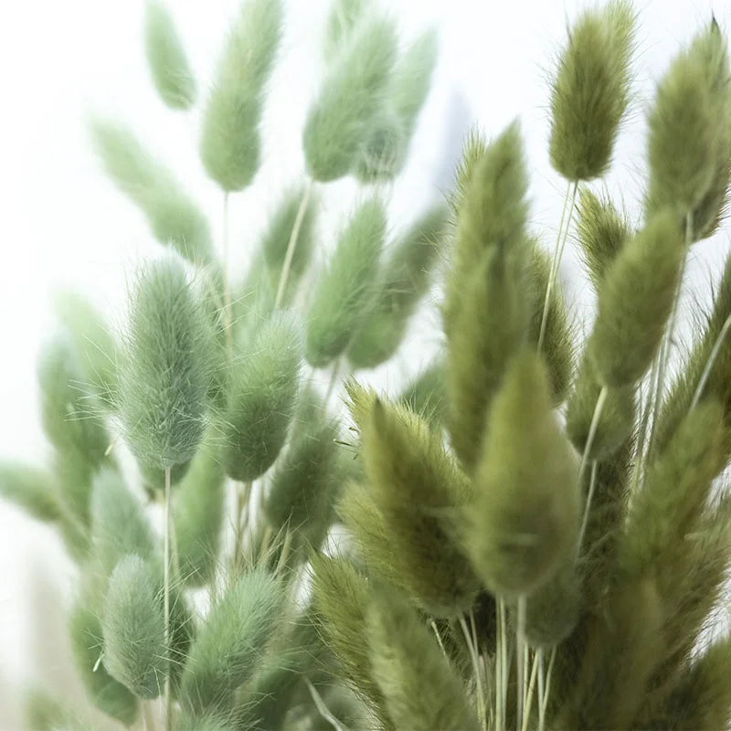 Boho Wedding Decor Bridal Bouquet Dusty Pink Dried Flowers 60 Natural Phalaris Lagurus Dried Bunny Tails