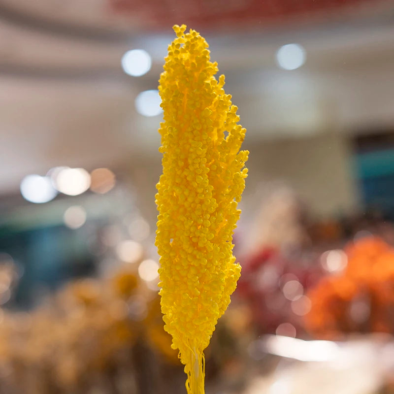 Decorative flowers Arrangement Real Natural Dried Broom Corn Dried Grains Sprays Bleached Sorghum Flowers