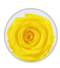 wholesale best quality six preserved rose  in glass christmas gift
