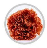 Wholesale High Quality Preserved Carnation Eternal Forever Fresh Flowers for Holiday Gift