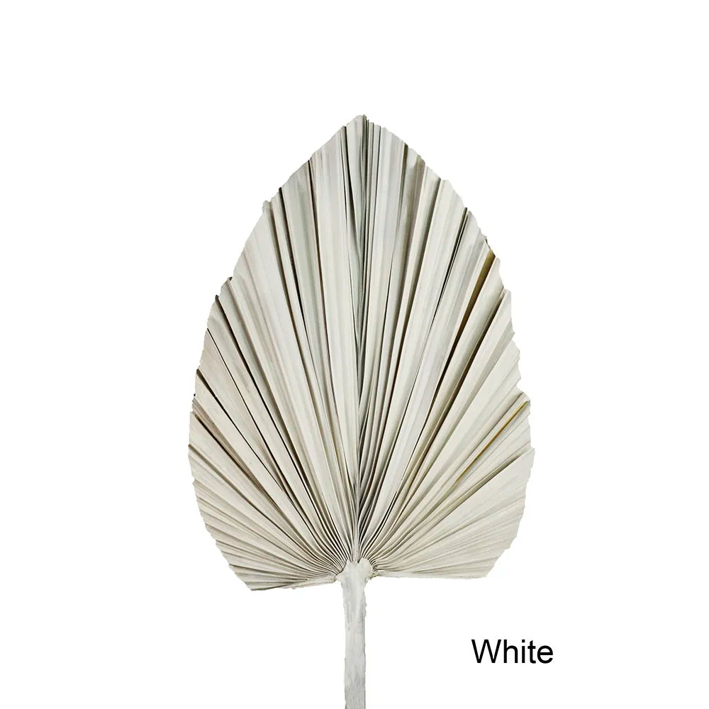 Wholesale Real Natural Blue Palm Spears Preserved Arrow Foliage Stabilized Plants Dried Palm Leaves
