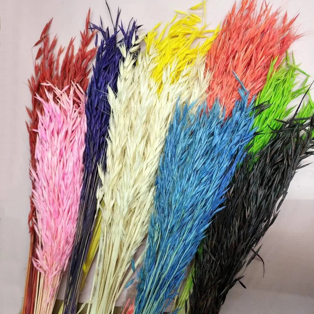 Factory Decorative Flowers White Avena Bunch Head Dried Oats For Home Wedding Decor