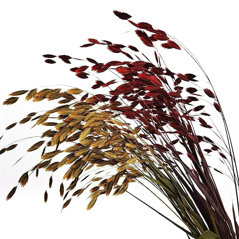 Natural Decorative Dried Flowers Bouquets Grass Floral Northern Sea Oats Preserved Chasmanthium Latifolium