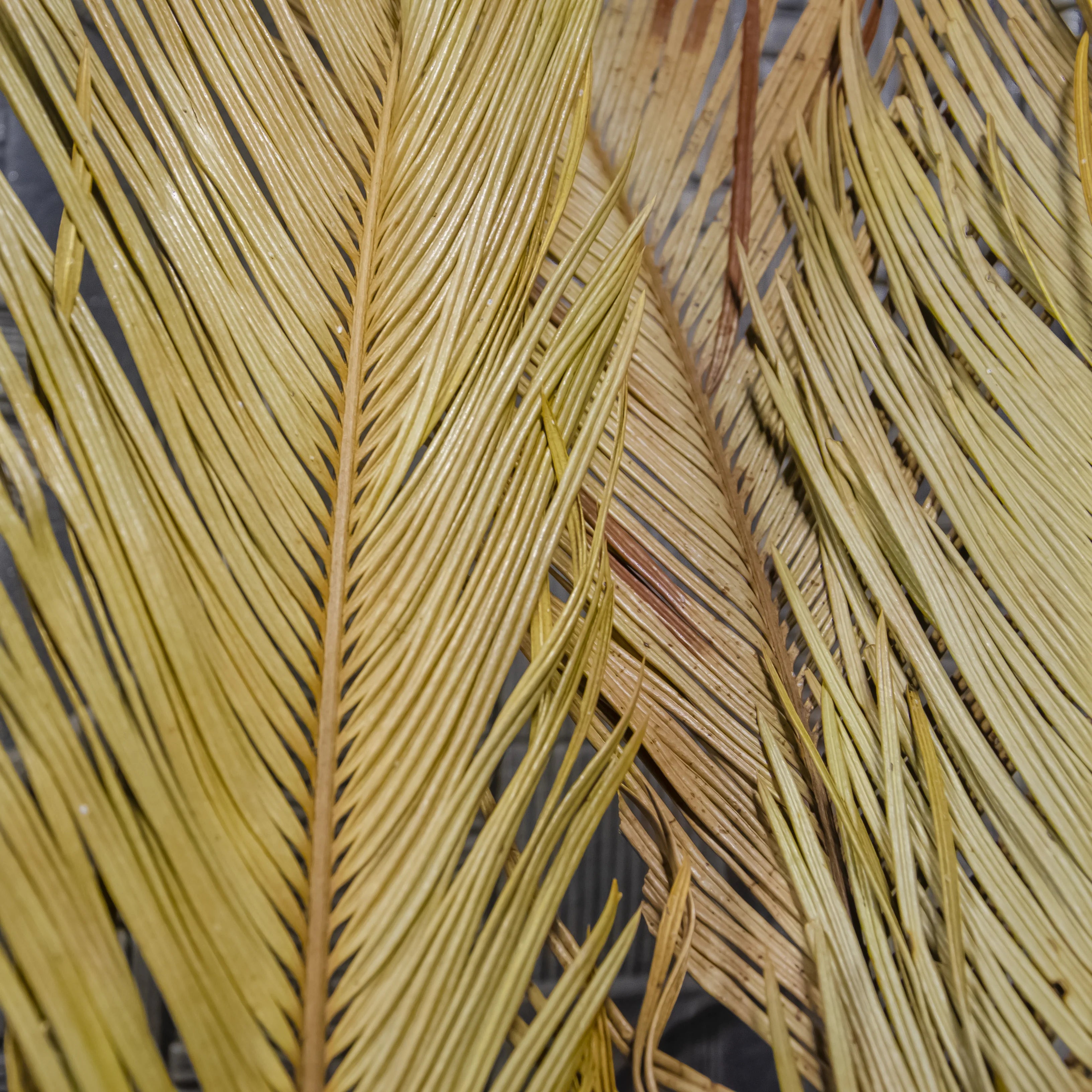 Floral Arrangement Wedding Decorative Dry Cycas Revoluta Preserved Tall Natural Leaf Dried Sago Palm Leaves
