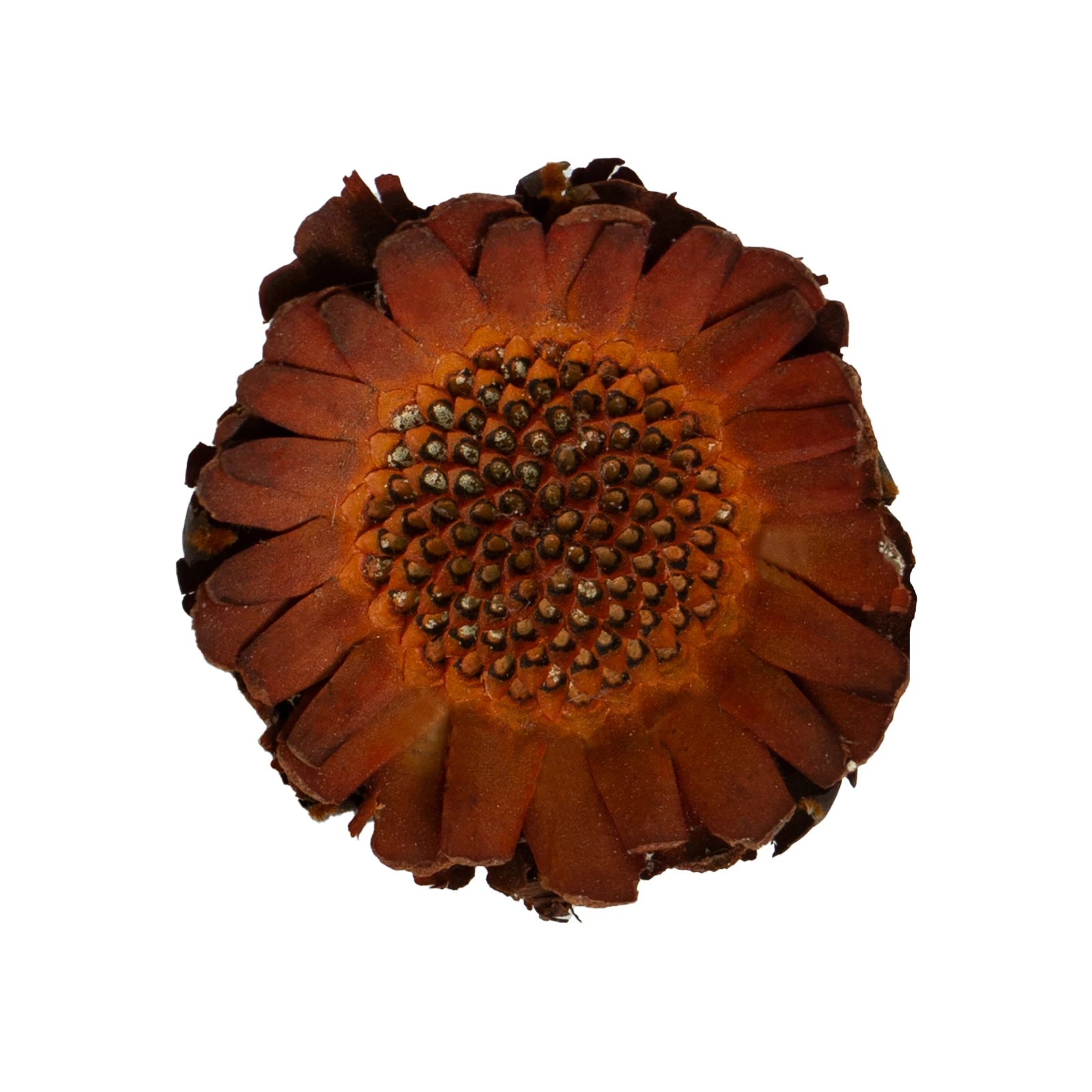 Natural Dried Flowers Fall Decor Protea Compacta Branches Dried Protea Rosette
