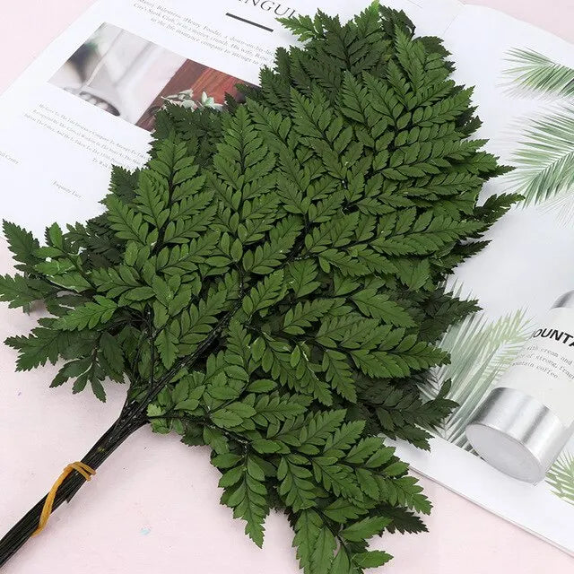 10pcs Natural Fresh Eternal Flower Preserved Fiddlehead Ferns Leaves for Wedding Dome Decoration Accessories
