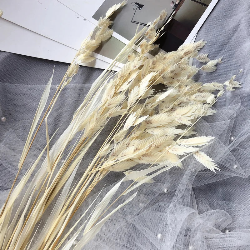 Natural Decorative Dried Flowers Bouquets Grass Floral Northern Sea Oats Preserved Chasmanthium Latifolium