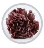 Wholesale High Quality Preserved Carnation Eternal Forever Fresh Flowers for Holiday Gift