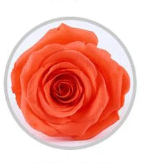 wholesale best quality six preserved rose  in glass christmas gift