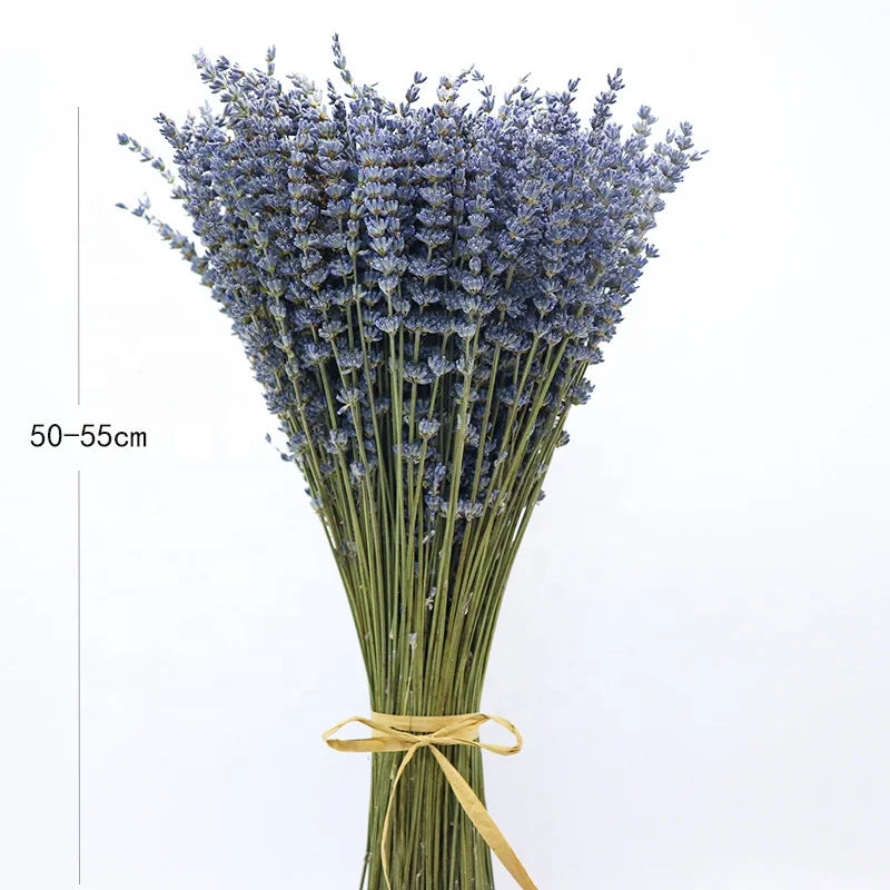 Dry Real  Natural Plant Dried Reed Flower Dried Provence Lavender Bunches for Arrangements