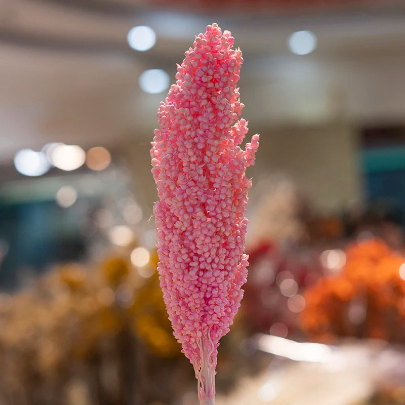 Decorative flowers Arrangement Real Natural Dried Broom Corn Dried Grains Sprays Bleached Sorghum Flowers
