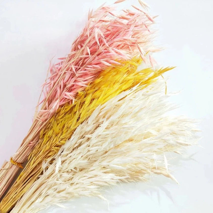 Real Dried Preserved Flowers Grass Avena Sativa Florals Natural Wild Bunch Dried Oats Flowers for Home Decoration