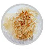 Wholesale High Quality Preserved Carnation Eternal Forever Fresh Flowers for Holiday Gift