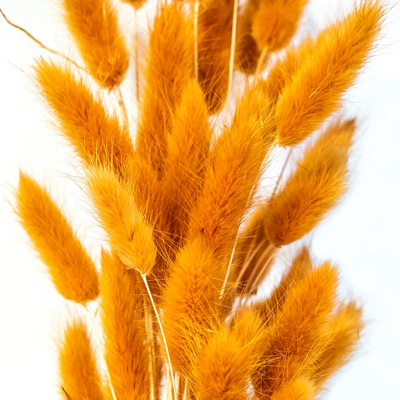 Factory Supply High Quality New Orange Gold Color Natural Phalaris Lagurus Dried Round Bunny Tails Flower